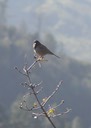 030903-42_junco