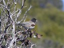030903-46_junco