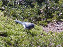 030903-48_jay