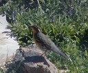 030903-52_vthrush