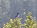 030903-73_jay