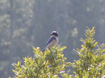 030903-75_jay