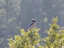 030903-75_jay