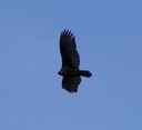 030903-78_vulture