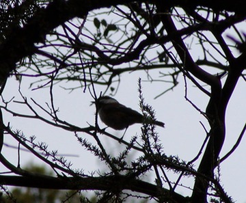 041903 077_chick
