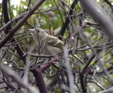 042803 113_hvireo