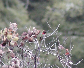 042803 116_hummer