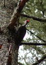 042803 135_pwoodpecker