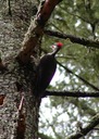 042803 135_pwoodpecker