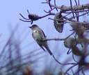 051103 027_flycatch