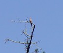 061403 104_dove