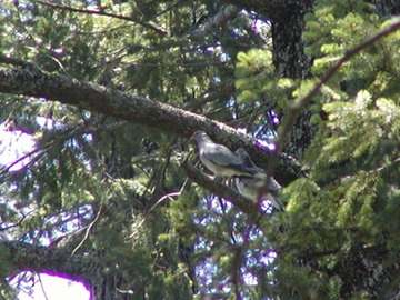 071303 066_pigeon