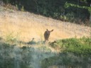 Deer behind the house