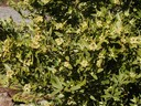 Bay Laurel