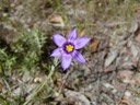 Blue Eyed Grass