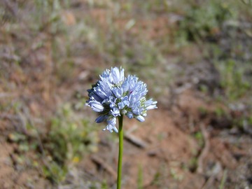 BlueHeadedGilia