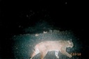 bobcat 030704