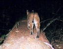 bobcat 062302