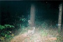 Bobcat with prey 100603