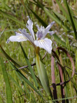 BowlTubeIris