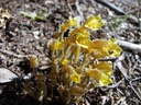 Broom Rape
