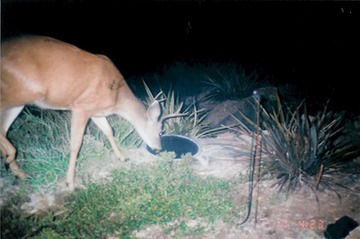 Buck 090103 003