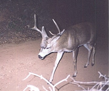 buck 101099