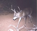 buck 101099