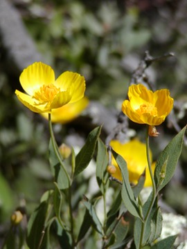 BushPoppy