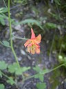 Canyon Delphinium