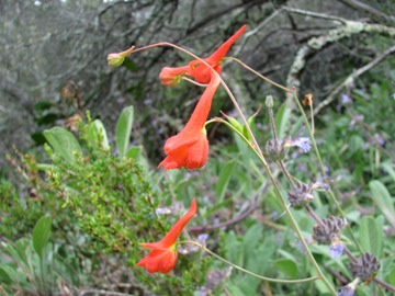 Canyon Delphinium