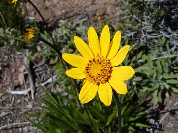 CaSunflower