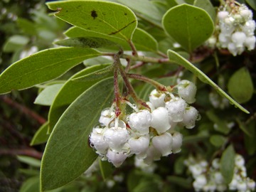 commonmanzanita