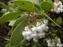 Common Manzanita