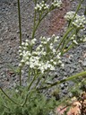Common Yarrow