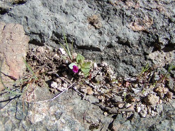 Condonsmonkeyflower