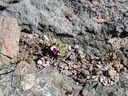 Congdons Monkeyflower