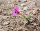 Congdons Monkeyflower 2