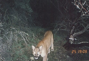 cougar 020900b