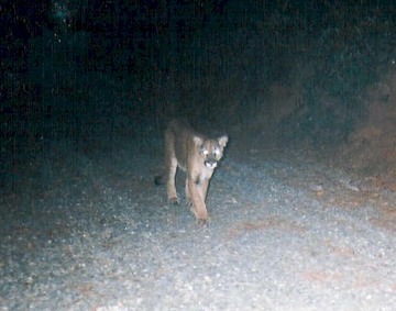 cougar 070402
