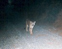 cougar 070402