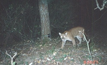 cougar 071500b