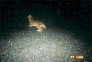 Coyote 121103