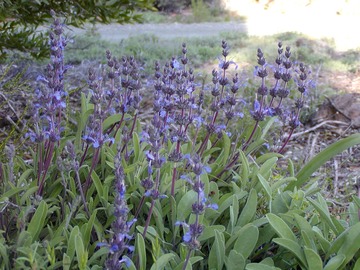 CreepingSage
