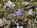 Dannie's Skullcap