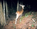 deer 053102