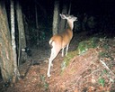 deer 053102