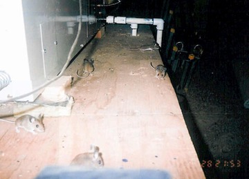 deermice 092902