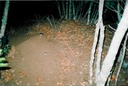 deer mouse 103005a