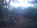 Deer 1109